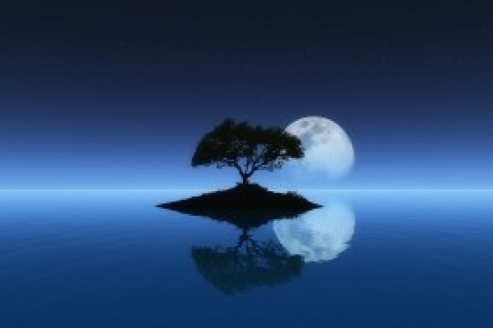 moon on tree and water