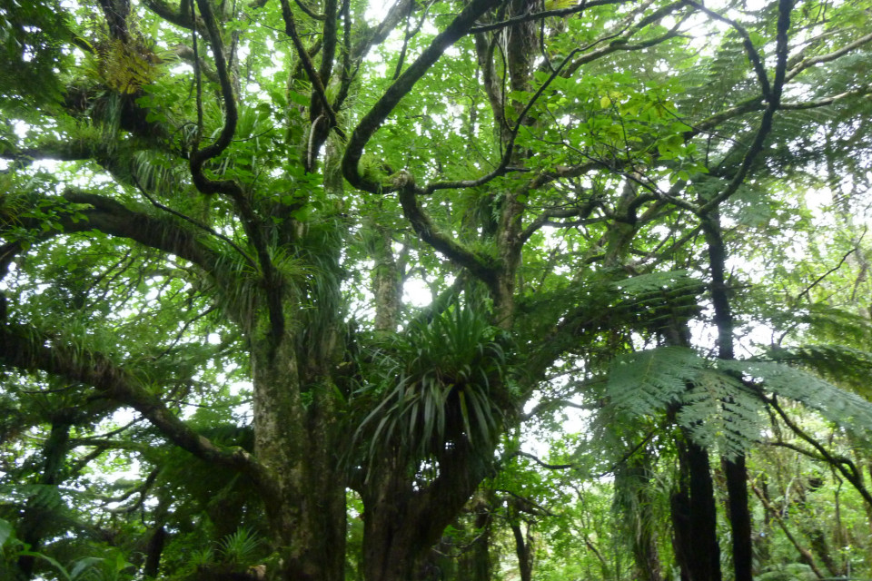 Puriri tree canopy