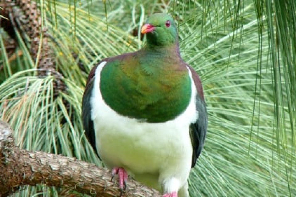 Kereru