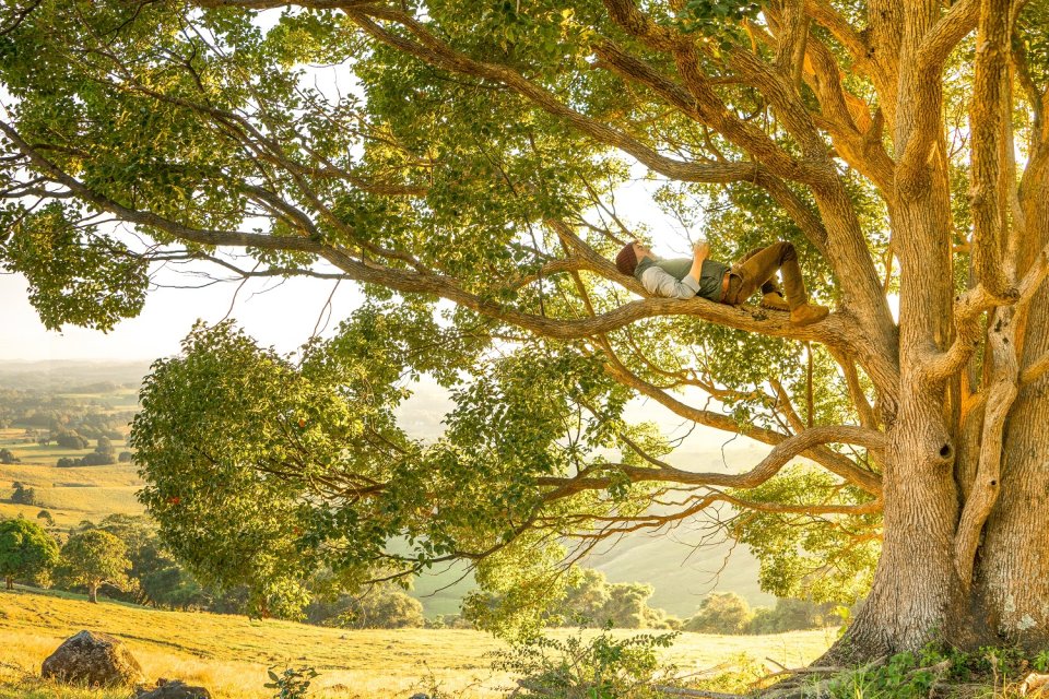 Person up a tree lying across a branch