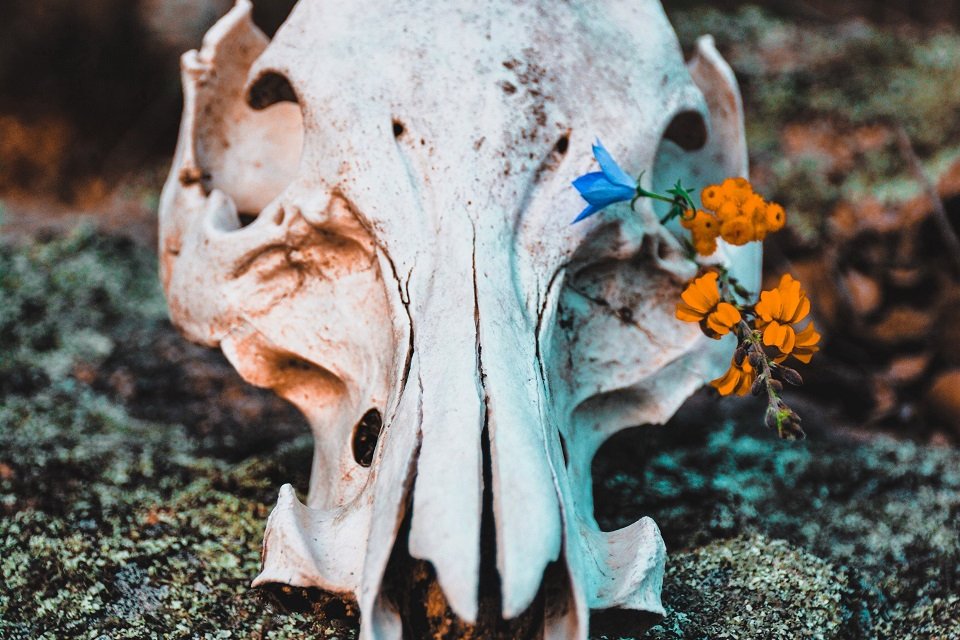 Animal bone skull with a flower growing through it