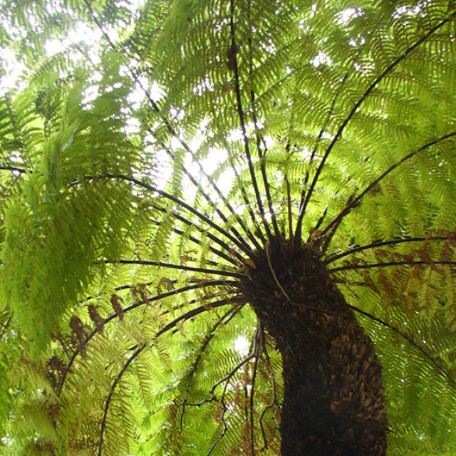 Tree fern