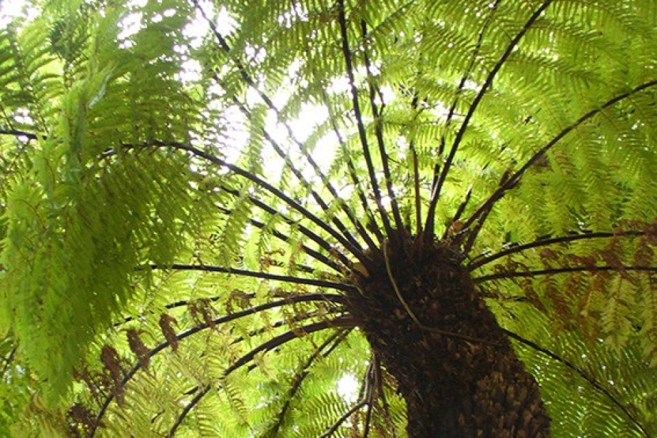Tree fern