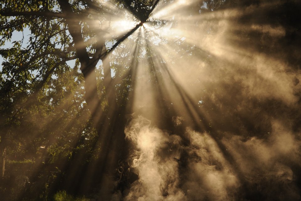 sunlight through trees