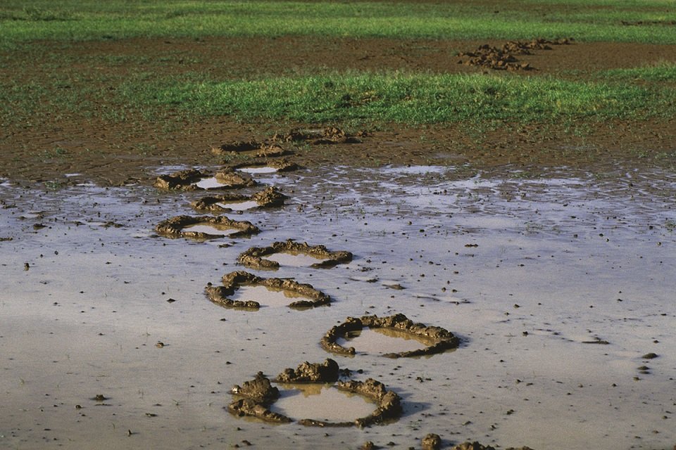 Footprints of an elephant in mud
