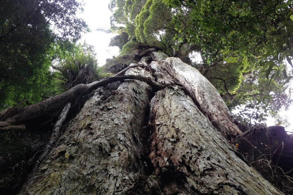 rata tree