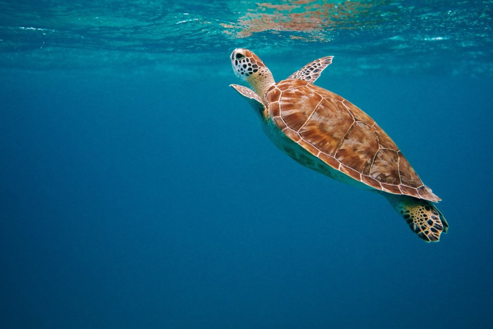 Turtle gliding in the ocean beneath the surface ripples