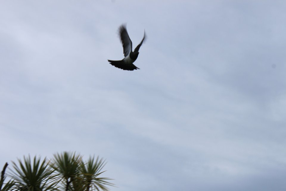 Wood pigeon