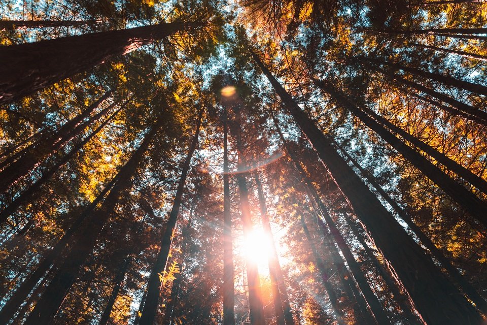 Light coming down through the tree tops