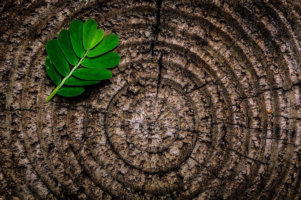 Rings of a tree trunk with a green frond towards the heart of the rings