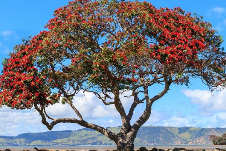 Aotearoa Christmas Tree or Pohutukawa in flower