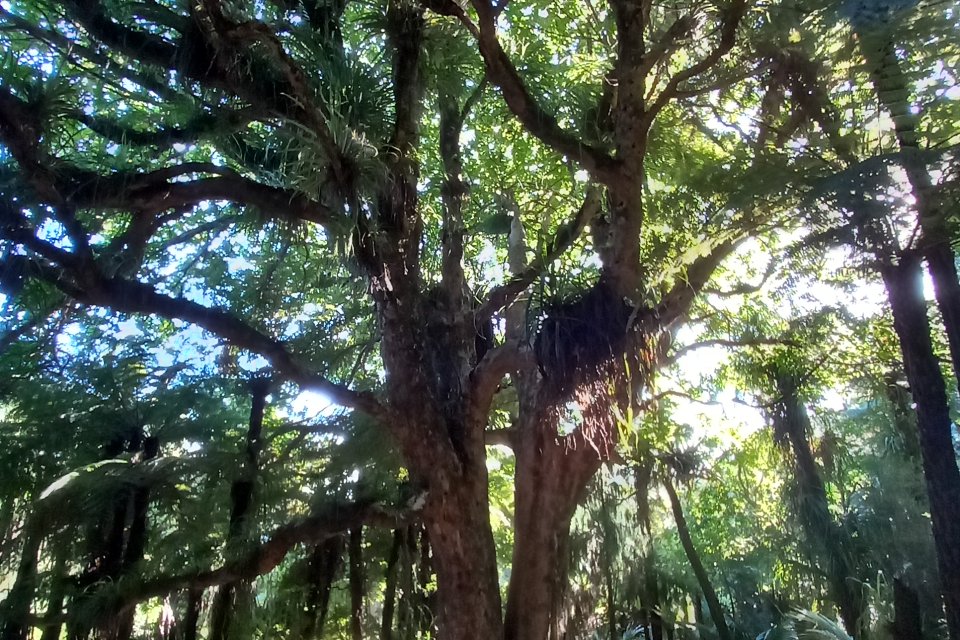 Puriri Tree
