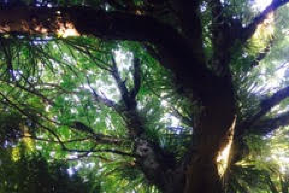 Puriri tree