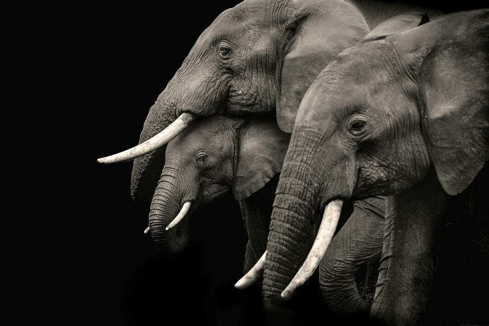 Elephants sheltering a baby elephant