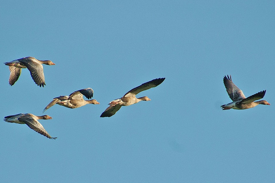 birds in flight